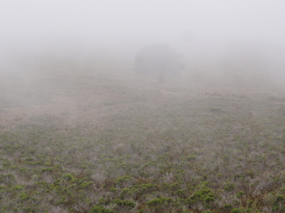 Tree in fog