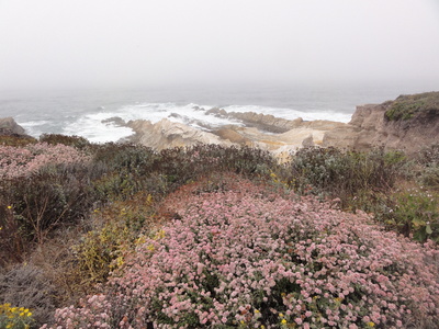 Bluff trail flowers