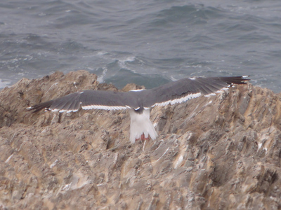 Seagull from top