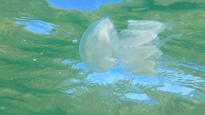 Biting crustaceans in Black Sea