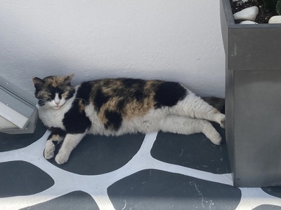 Mykonos cat