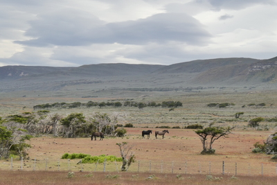 Patagonian grassland.