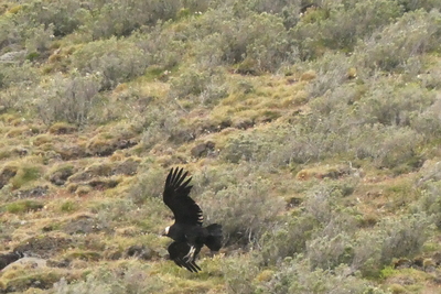 Andean condor