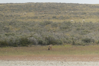 Andean Fox