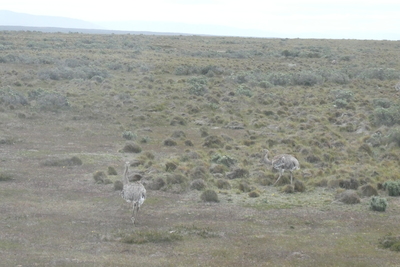 Rhea - Patagonian ostrich