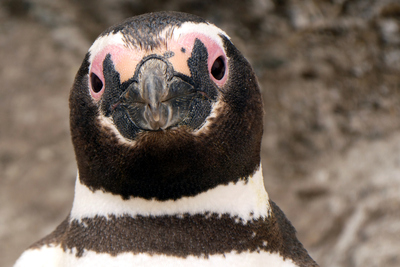 Magellanic penguin closeup