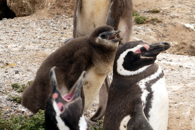 Penguin chicks baby