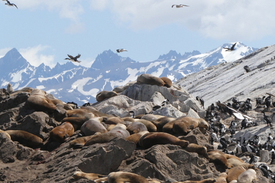 Islas de Tierra del Fuego island with seals and imperial cormorant birds and mountains in background.