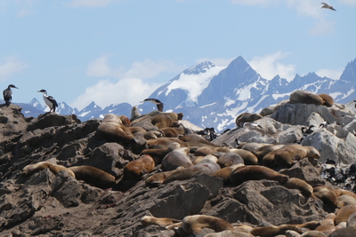 Islas de Tierra del Fuego seals